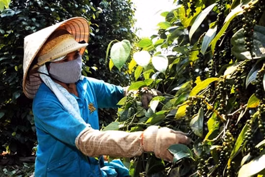 Giá cà phê hôm nay 18/7 hồi phục mạnh mẽ, hồ tiêu đi ngang