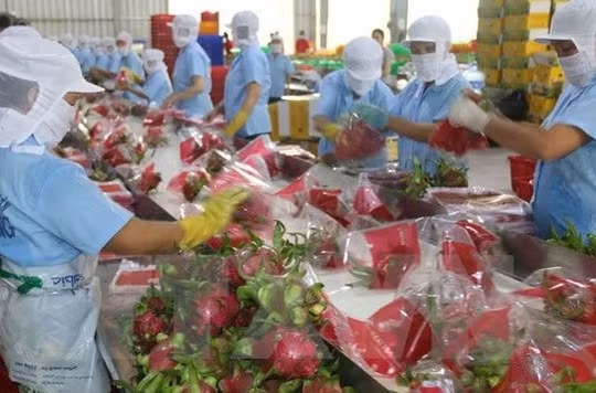 Xuất khẩu rau quả giảm 12,3% so với cùng kỳ năm 2019