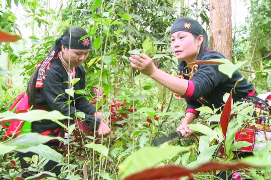 Thuốc Nam ngày càng được người Việt tin dùng và lựa chọn để chữa bệnh