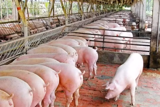 Giá heo hơi hôm nay (29/8): Tiếp tục giảm mạnh, hướng về dưới 80.000 đồng/kg