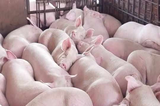 Giá heo hơi hôm nay (9/10): Tiếp đà giảm trong bối cảnh dịch tả heo diễn biến phức tạp
