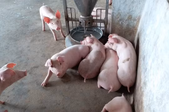 Giá heo hơi hôm nay (4/5): Bất ngờ quay đầu tăng mạnh