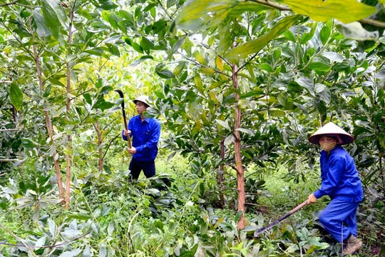 Năm 2030, Tuyên Quang trở thành tỉnh hình mẫu về phát triển lâm nghiệp của cả nước