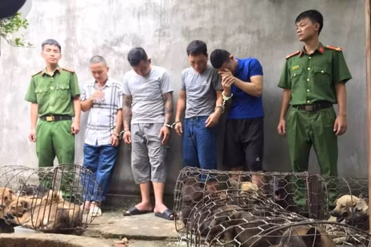 Mang theo súng, kiếm, trộm nửa tấn chó mỗi đêm, nhóm ‘cẩu tặc’ bị bắt giữ
