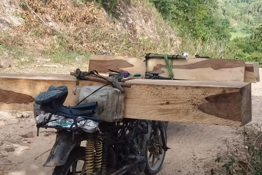 Gia Lai: Người đàn ông bị gỗ đè chết khi vận chuyển gỗ lậu