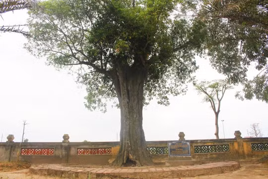 Những ‘cây thiêng’ trong Khu Di tích Đại thi hào Nguyễn Du