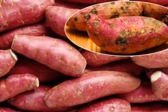 5 sai lầm khi ăn khoai lang bạn cần phải tránh