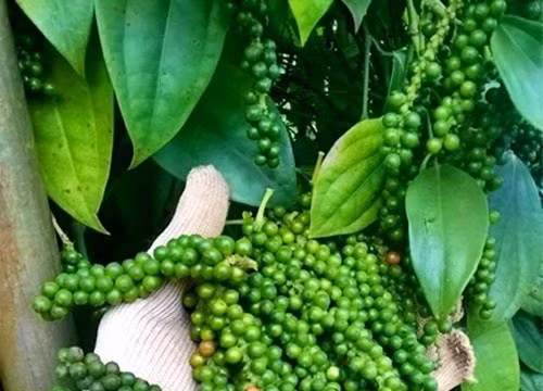Giá hồ tiêu hôm nay 5/9: Giảm nhẹ phiên cuối tuần, quanh mốc 50.000 đồng/kg
