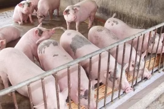 Giá heo hơi hôm nay 9/7: Đi ngang song vẫn neo ở mức cao quanh mốc 90.000 đồng/kg