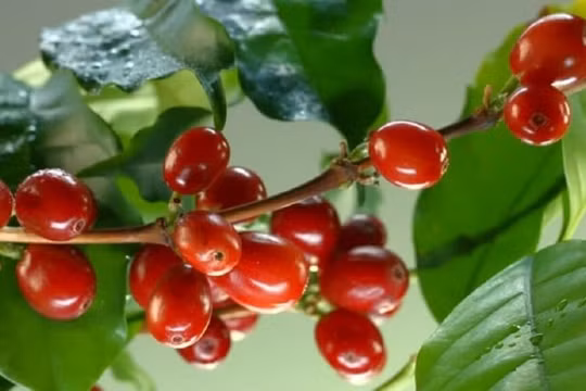 Giá cà phê hôm nay 27/7 đi ngang, hồ tiêu giao dịch cầm chừng chờ cơ hội tăng giá