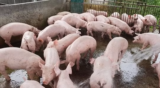 Giá heo hơi hôm nay 12/7: Cuối tuần, miền Nam tăng giá, miền Bắc giảm