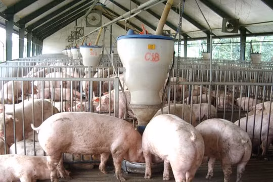 Giá heo hơi hôm nay (24/8): Không nhiều biến động, miền Nam giảm nhẹ