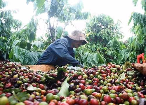 Giá cà phê hôm nay (26/8): Tiếp tục tăng thêm 300 đồng/kg
