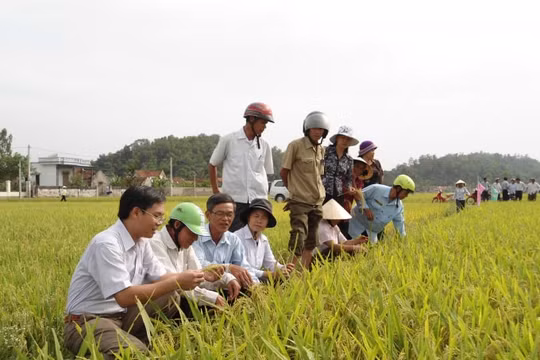 Nông dân gồng gánh giá phân bón vì thuế bất hợp lý