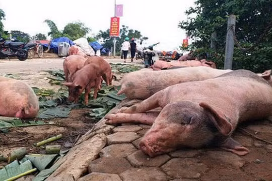 Nguy cơ dịch tả lợn Châu Phi bùng phát trở lại ở nhiều địa phương