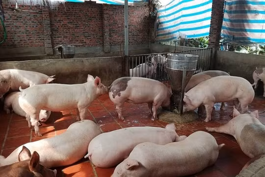 Giá heo hơi hôm nay (17/4): Không ngừng tăng cao trên cả nước