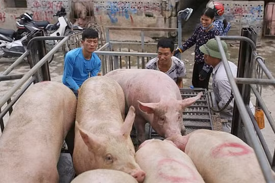 Giá heo hơi hôm nay (21/8): Ổn định quanh ngưỡng 85.000 đồng/kg