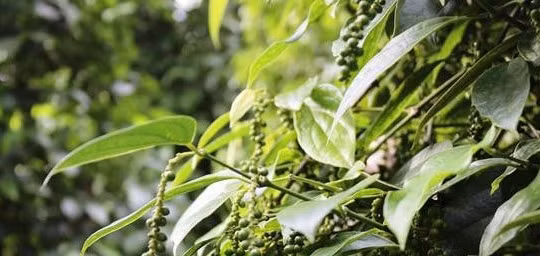 Giá hồ tiêu hôm nay (21/8): Tăng vượt mốc 50.000 đồng/kg