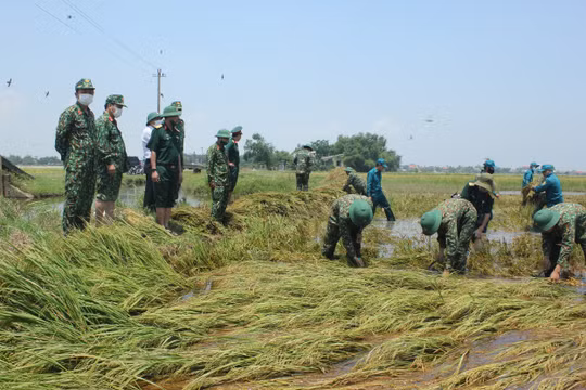Huế: Hơn 700 cán bộ, chiến sĩ Quân khu 4 xuống đồng gặt lúa giúp dân
