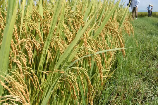 Giống lúa thuần mới HDT10: Bội thu của nhà nông
