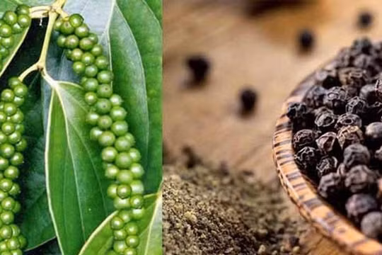 Giá cà phê, hồ tiêu hôm nay 25/5: Tiếp đà tăng mạnh phiên đầu tuần