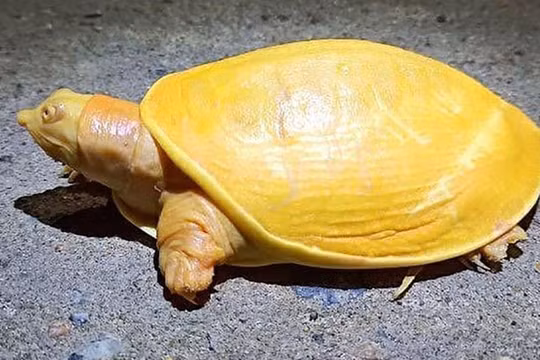 Tìm thấy rùa vàng siêu hiếm tại Ấn Độ