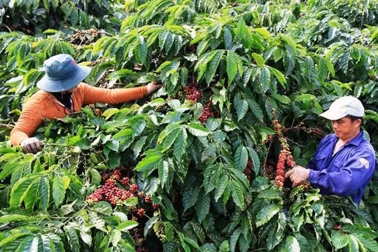 Giá cà phê hôm nay 19/5 tăng nhẹ, hồ tiêu đi ngang