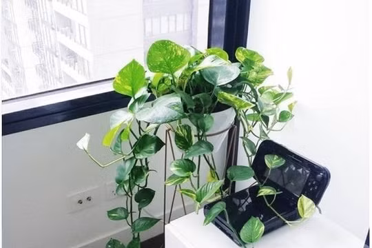 Top những loại cây “nhỏ mà có võ” trồng vừa đẹp lại vừa hút sạch chất độc trong không khí