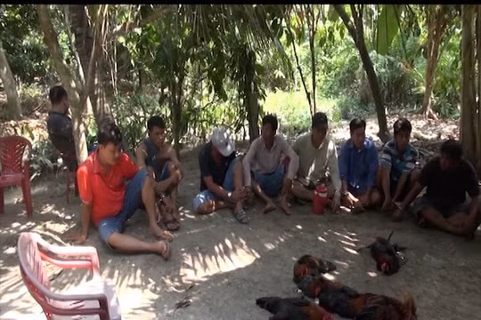 Vĩnh Long: Triệt phá trường gà trong vườn măng cụt