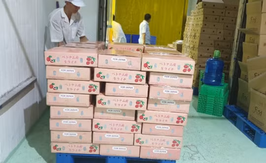Vải thiều tươi Bắc Giang đã có mặt tại siêu thị Nhật Bản