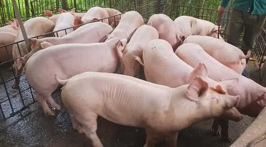 Giá heo hơi hôm nay 4/7: Giá heo cả nước 'leo đỉnh'
