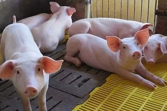 Giá heo hơi hôm nay (7/5): Tăng mạnh, dự báo trở lại đỉnh 95.000 đồng/kg.