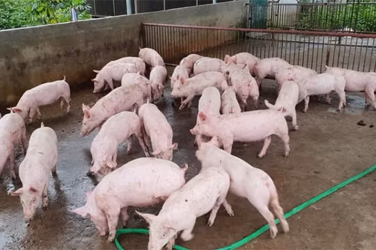Giá heo hơi hôm nay (14/8): Tiếp tục giảm nhẹ, thấp nhất 80.000 đồng/kg
