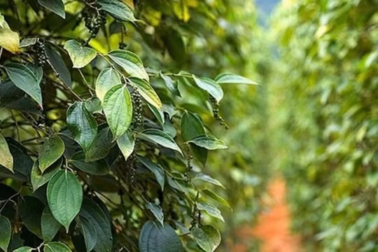 Giá hồ tiêu hôm nay (14/8): Quay đầu giảm nhẹ, cao nhất 49.500 đồng/kg