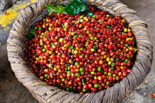 Giá cà phê hôm nay 31/7 đồng loạt giảm nhẹ, hồ tiêu đứng yên chờ tăng giá