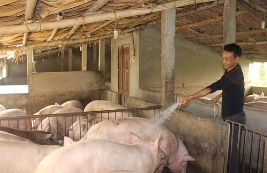 Giá heo hơi hôm nay 6/7: Miền Bắc và miền Trung tiếp tục tăng nhẹ