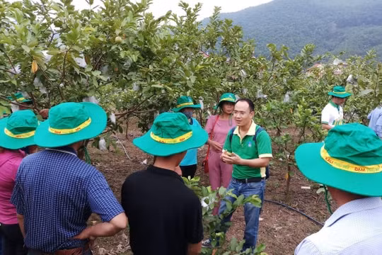 Những "Đại sứ" của PVFCCo