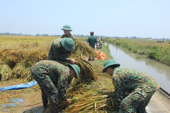Thừa Thiên Huế: Bộ đội, công an giúp dân thu hoạch lúa ngập úng