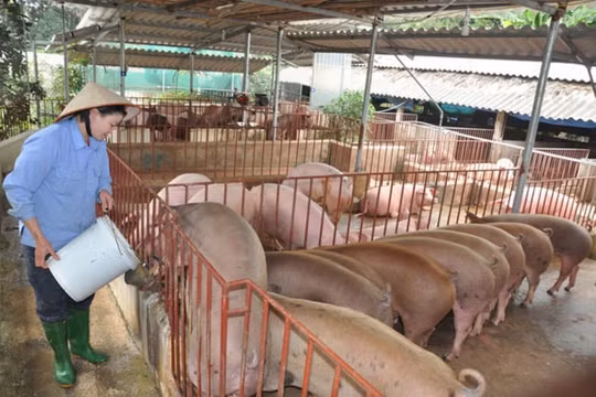 Giá heo hơi hôm nay 8/7: Tiếp tục neo ở ngưỡng cao trên cả nước