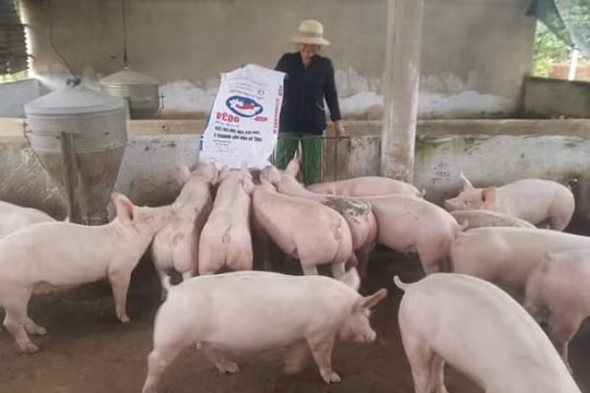 Giá heo hơi hôm nay (27/4): Miền Bắc vẫn quanh mức 95.000 đồng/kg, miền Nam giảm nhẹ