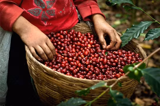 Thị trường giá nông sản hôm nay 27/4: Cà phê yên ắng, hồ tiêu đi ngang