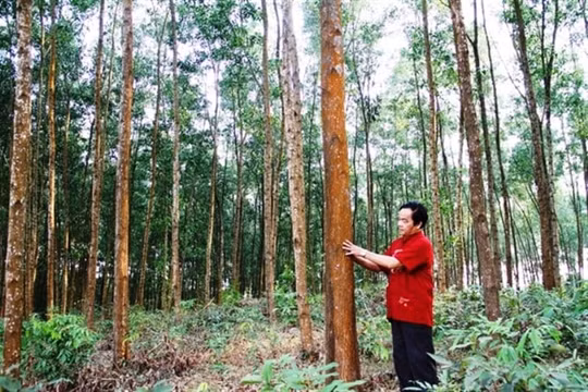 Lâm nghiệp môi trường – hướng đi bền vững