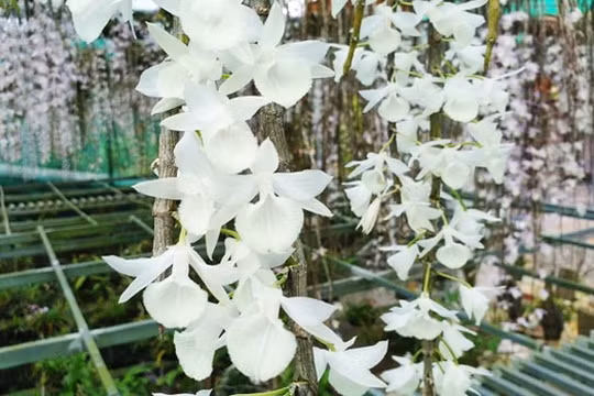 Đại gia Lâm Đồng mất oan gần tỷ rưỡi vì mua phải lan rởm