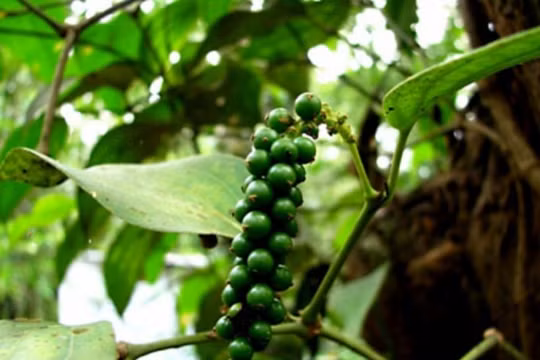 Giá hồ tiêu hôm nay (8/9): Đi ngang quanh mức 47.500 - 50.000 đồng/kg
