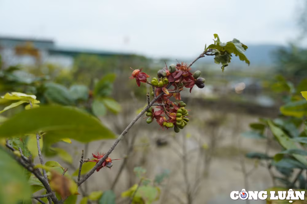 mai vang no som nguoi dan o thu phu trong mai ha tinh lo mat tet hinh 15