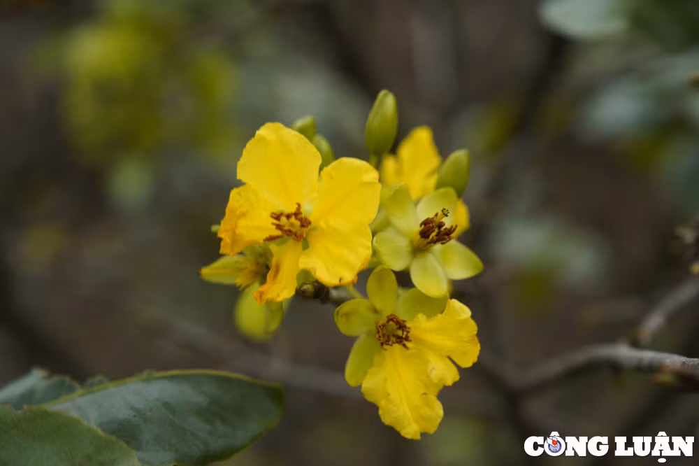 mai vang no som nguoi dan o thu phu trong mai ha tinh lo mat tet hinh 14
