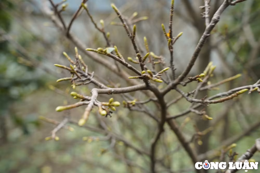 mai vang no som nguoi dan o thu phu trong mai ha tinh lo mat tet hinh 9