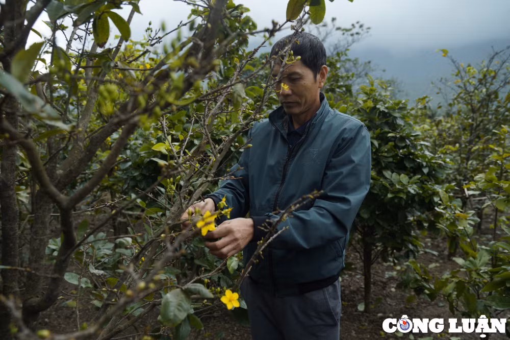 mai vang no som nguoi dan o thu phu trong mai ha tinh lo mat tet hinh 2