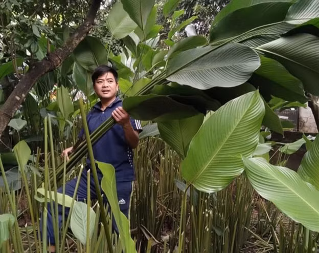 gia la dong tang cao nguoi dan phan khoi thu hoach phuc vu thi truong tet hinh 1