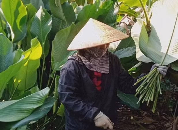 gia la dong tang cao nguoi dan phan khoi thu hoach phuc vu thi truong tet hinh 2